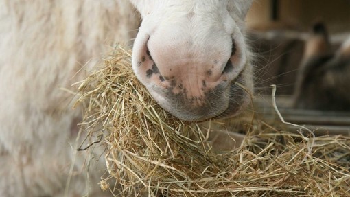 Feeding elderly donkeys.