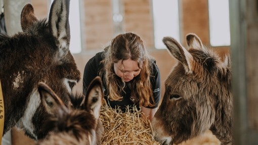 A woman putting straw down for three donkeys which surround her.