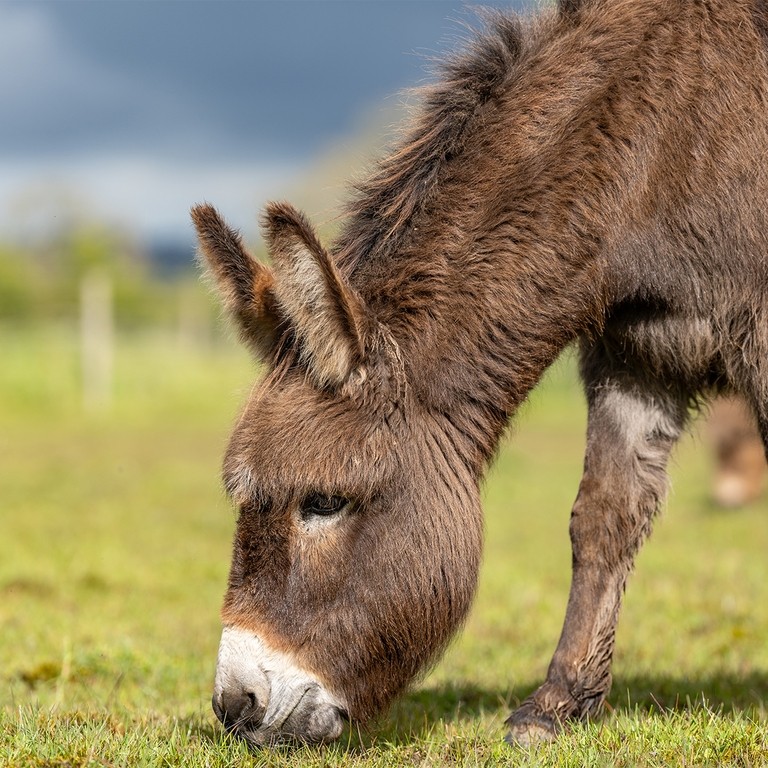 A brown donkey with a white nose in a field