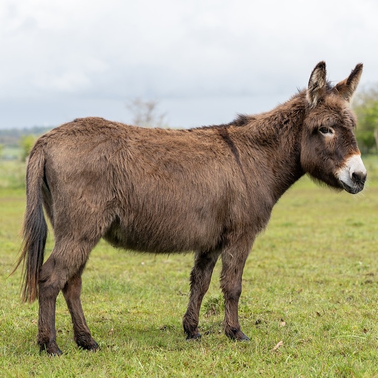 A brown donkey with a white nose in a field