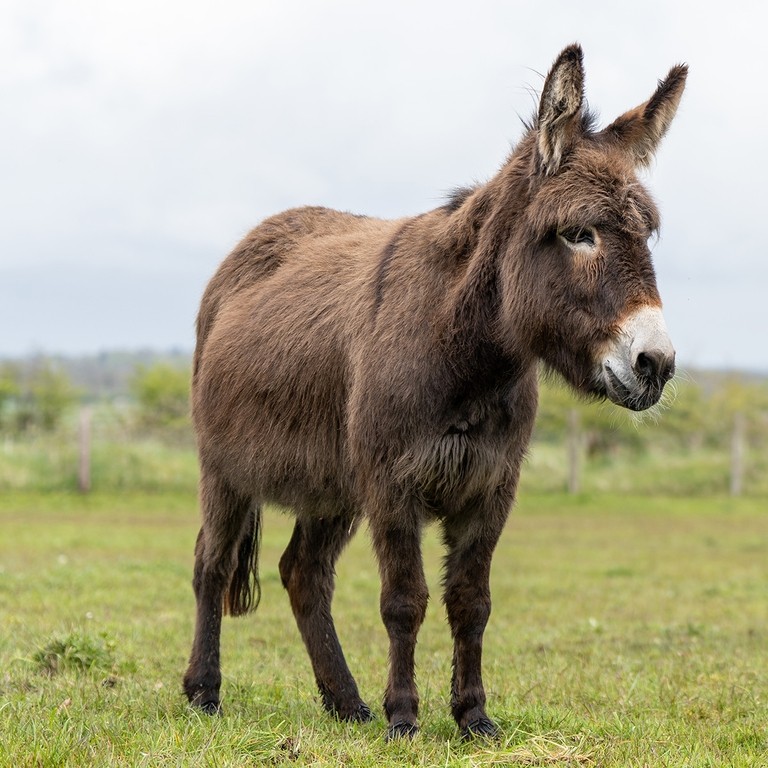 A brown donkey with a white nose in a field