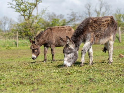 An image of grey and a brown donkey stood next to each other grazing in a field.
