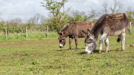 An image of grey and a brown donkey stood next to each other grazing in a field.