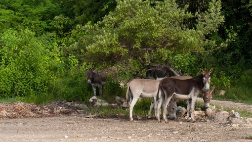 Free roaming donkeys in Barbuda