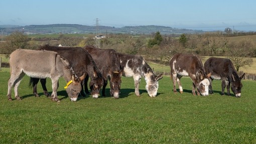 Six donkeys stood in a line while all grazing in a field.