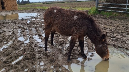 A brown hinny standing in mud whilst drinking from a puddle