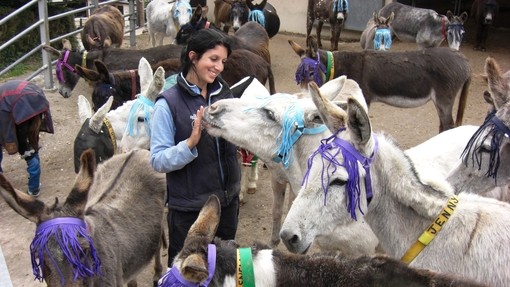Donkeys wearing fly fringes.
