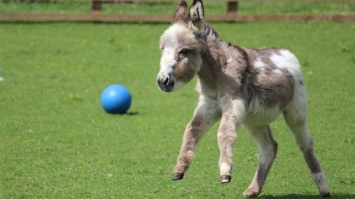 Foal playing with a ball during enrichment time
