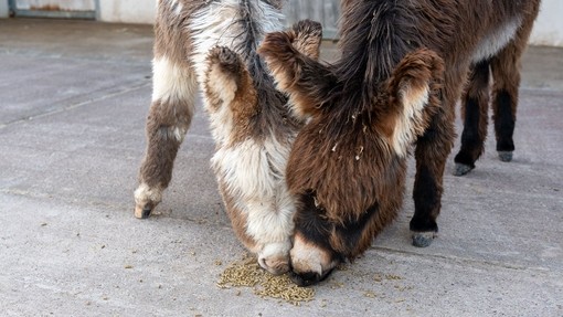 An image of a skewbald and a dark brown donkey foal eating special balancer feed on the floor of their concrete paddock.