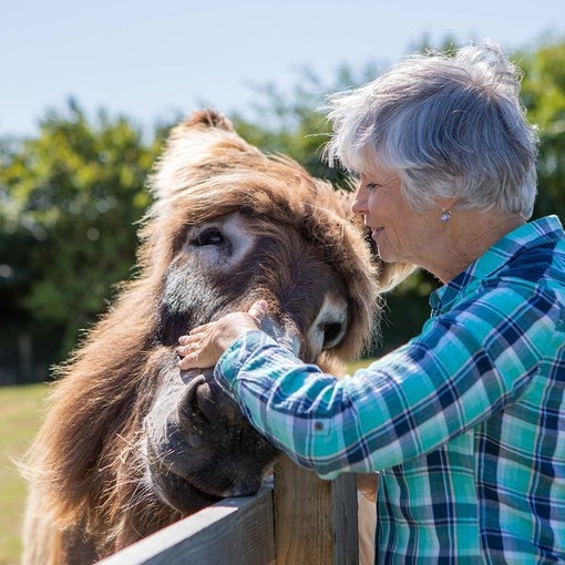 Women giving scratches to Poitou donkey