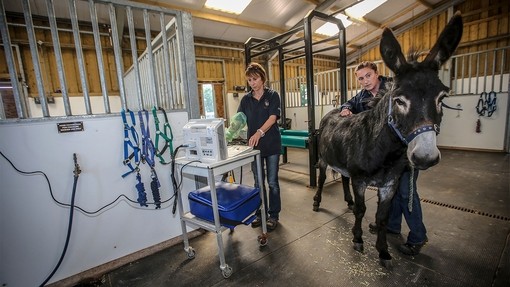 Donkey Georgie being treated by two vets at Brookfield Equine Hospital.