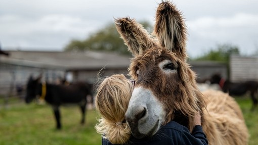 Staff member embracing a Poitou donkey at The Donkey Sanctuary Sidmouth