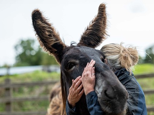 An image of a dark brown donkey and staff member enjoying a warm embrace.