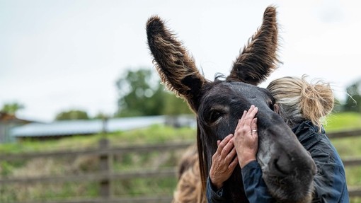 An image of a dark brown donkey and staff member enjoying a warm embrace.