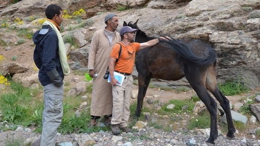An image of a shorter man wearing an orange top petting a dark brown mule as two other men stand to his right and watch.