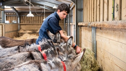 Groom filling hay troughs.