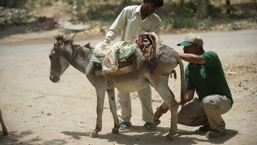 A small donkey having his hoof examined by a Donkey Sanctuary worker while another man holds him still at Gurgaon building site, India.
