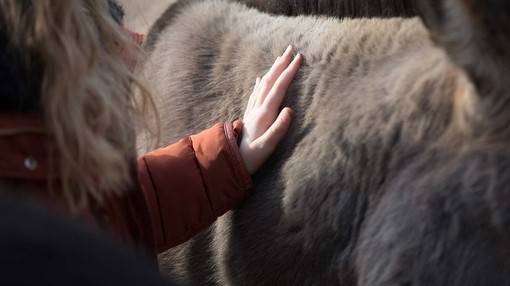A person's hand stroking a donkey's fur