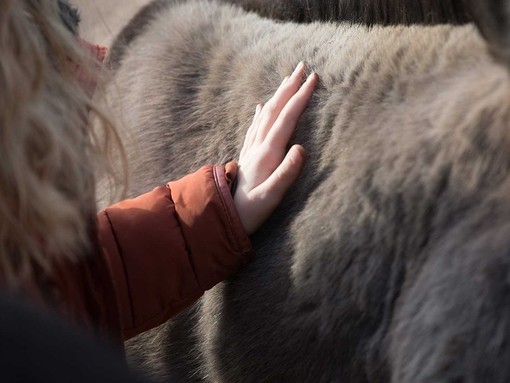 A person's hand stroking a donkey's fur