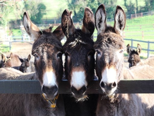 An image of three brown donkeys looking over fence.