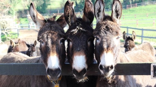 An image of three brown donkeys looking over fence.