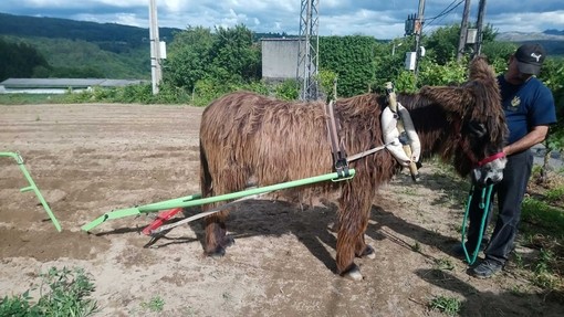 Donkey with collar and harness