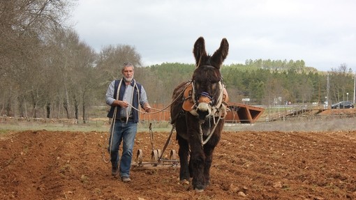 Lead harness, Chris Garret walking a donkey through a field