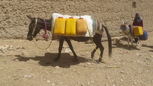 Heavily loaded donkey in Afghanistan.