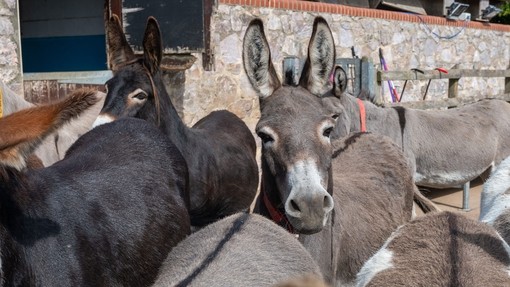 The herd at Main Yard.