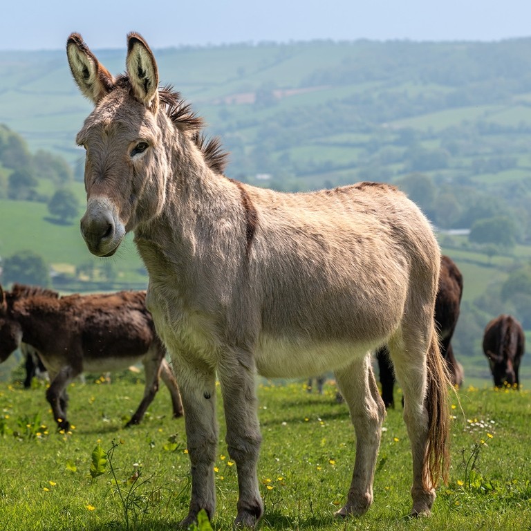 An image of a grey donkey stood in a field with a group of donkeys in the background