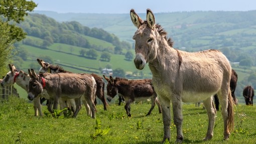 An image of a grey donkey stood in a field with a group of donkeys in the background