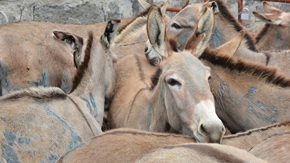 A group of donkeys cramped together in a holding pen at a slaughterhouse.