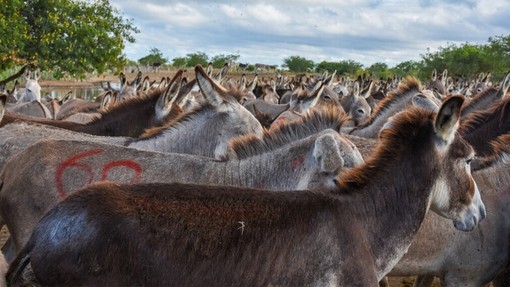 A large herd of underweight donkeys in Brazil