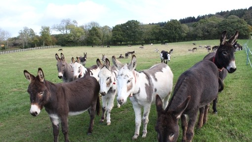 A herd of donkeys