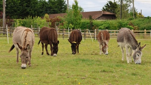 An image of five donkeys grazing in an open grass paddock.
