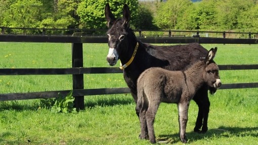 A dark brown mare and her lighter brown foal stood in a grass paddock in Ireland.