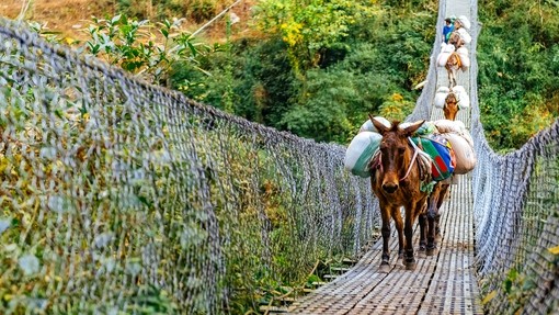 A donkey carrying a heavy pack crossing a rope bridge