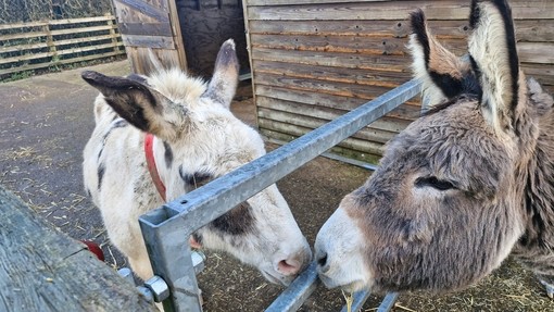 A white and brown skewbald donkey and a grey donkey touching noses through a fence
