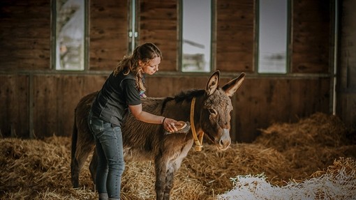 An image of a women in a wooden stable brushing a grey donkey wearing a yellow collar.