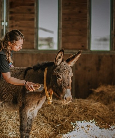 An image of a women in a wooden stable brushing a grey donkey wearing a yellow collar.
