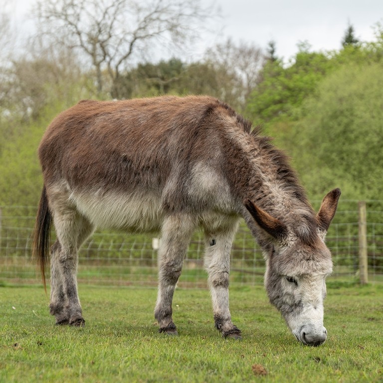 A grey and brown donkey stood in a field