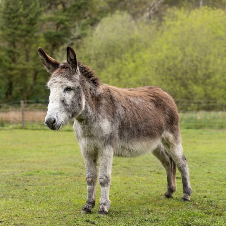  A brown donkey with a white nose in a field.