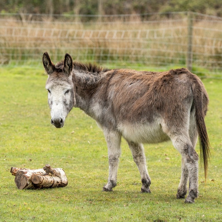 A grey and brown donkey stood in a field