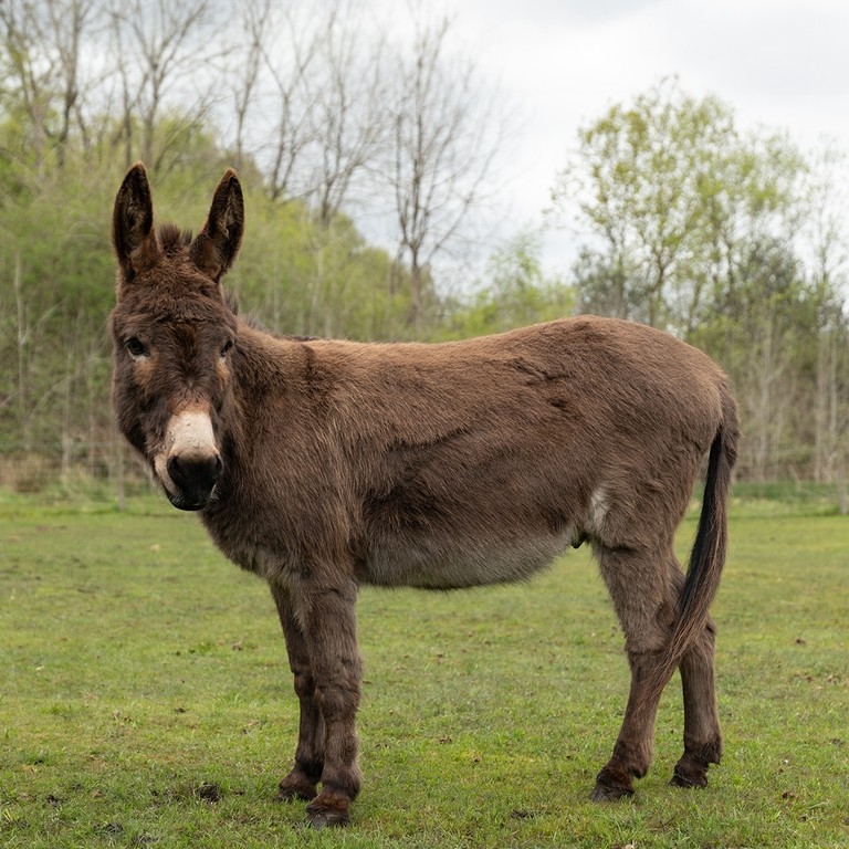 A brown donkey stood in a field