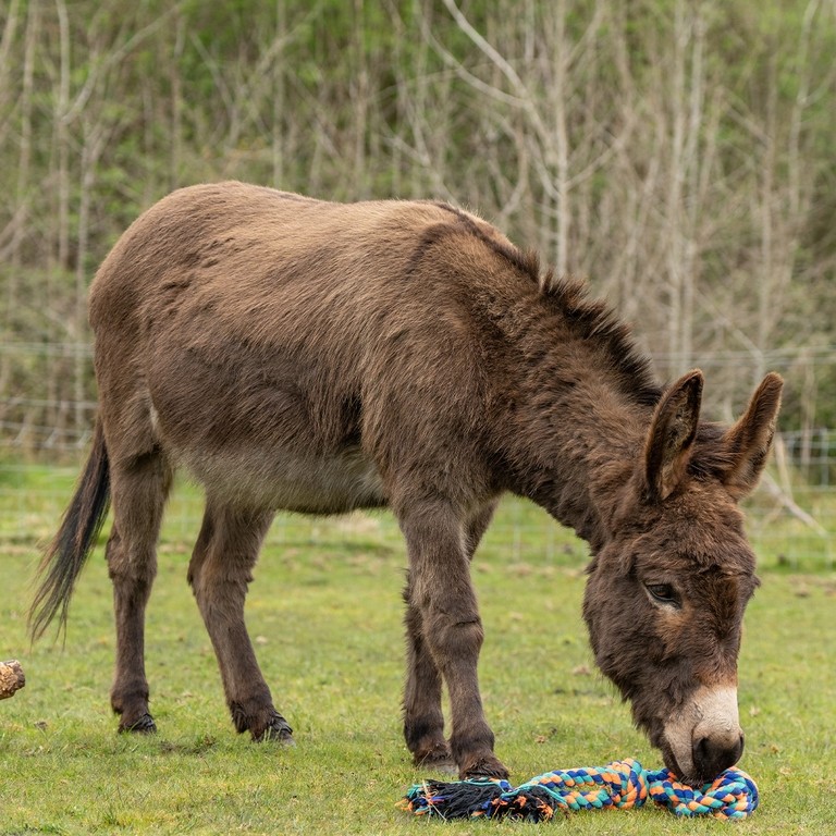 A brown donkey in a field