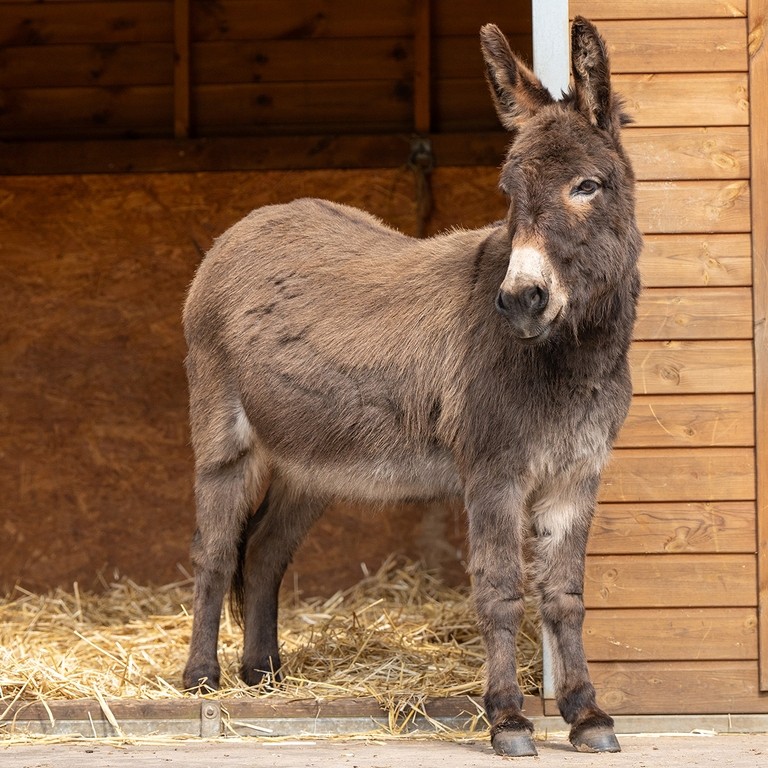 A brown donkey stood in the entrance to a wooden shelter.