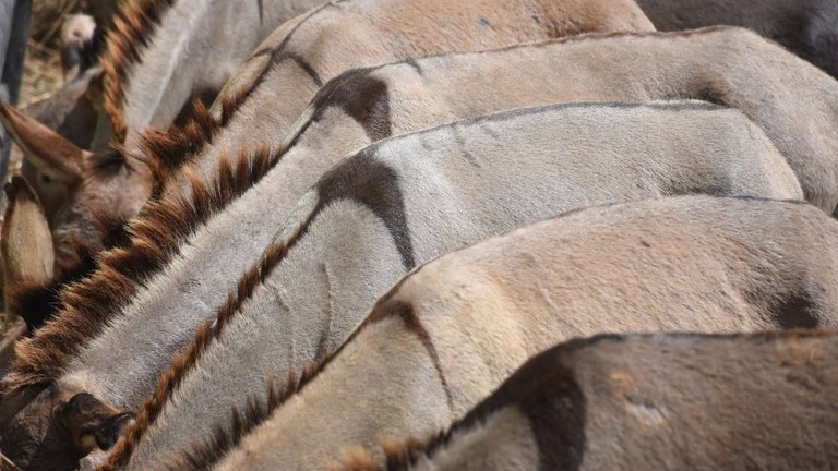 Donkeys feeding from trough at Kenyan slaughterhouse.