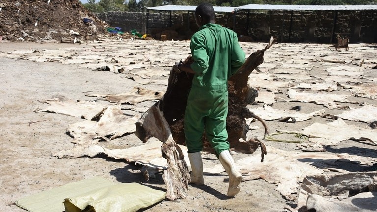 Worker in Kenya slaughterhouse carrying dried donkey skin.