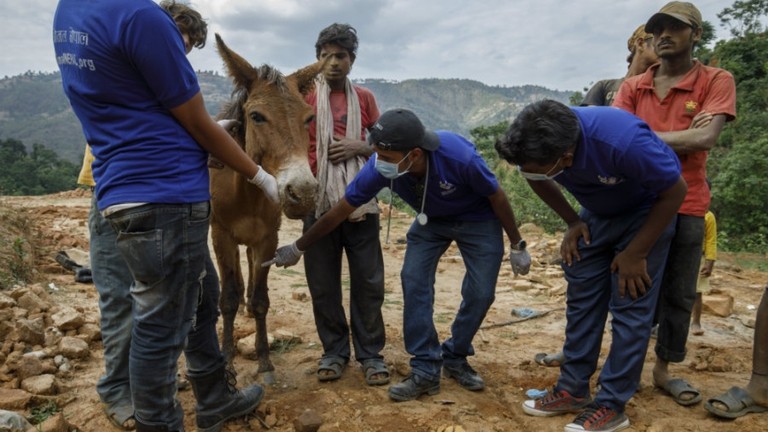 A lame mule at a brick kiln in Nepal