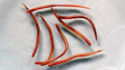Large Strongyles, a type of parasitic roundworm